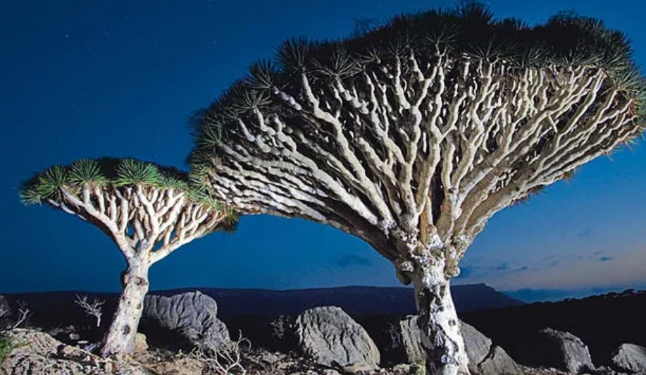 Socotra Dragon Trees, Socotra Island, Yemen